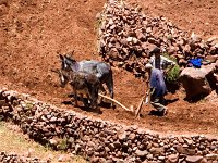 Mule Ploughing